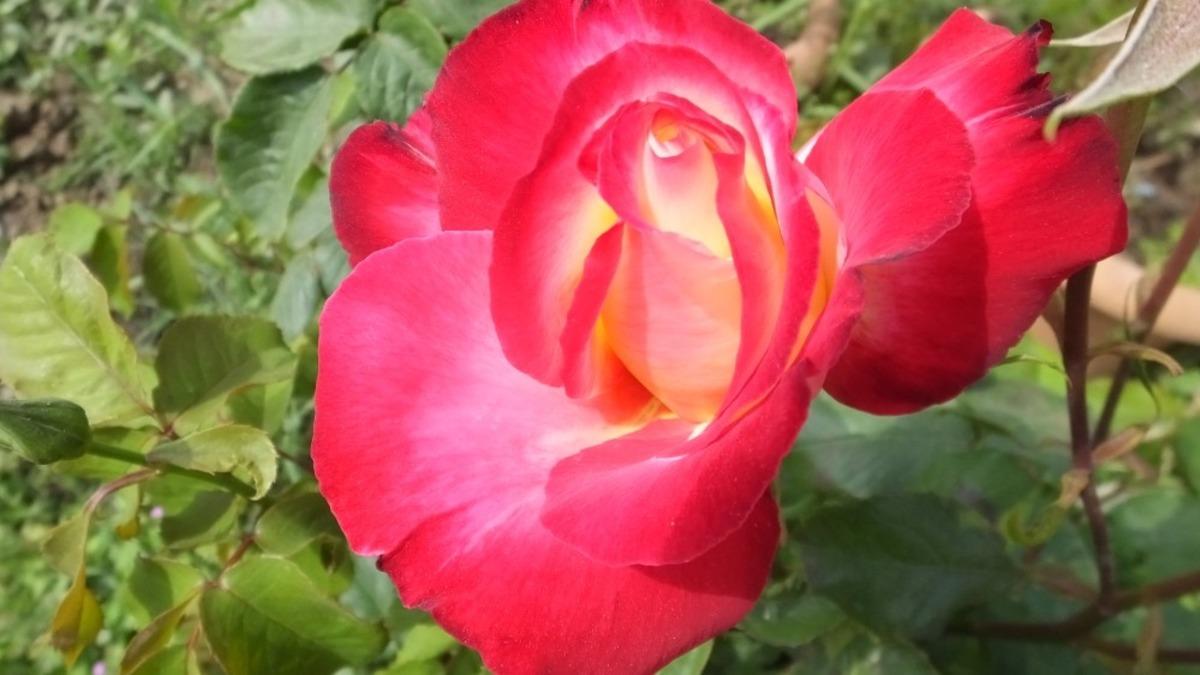 Burhaniye&rsquo;de Isparta g&uuml;l&uuml; &uuml;retimi yapılıyor