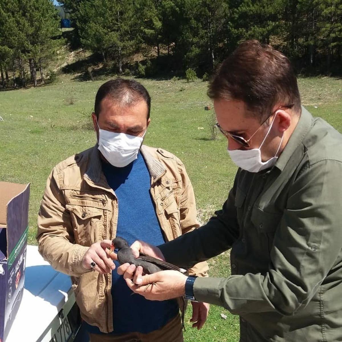Tedavi edilen sutavuğu kuşu doğa salındı