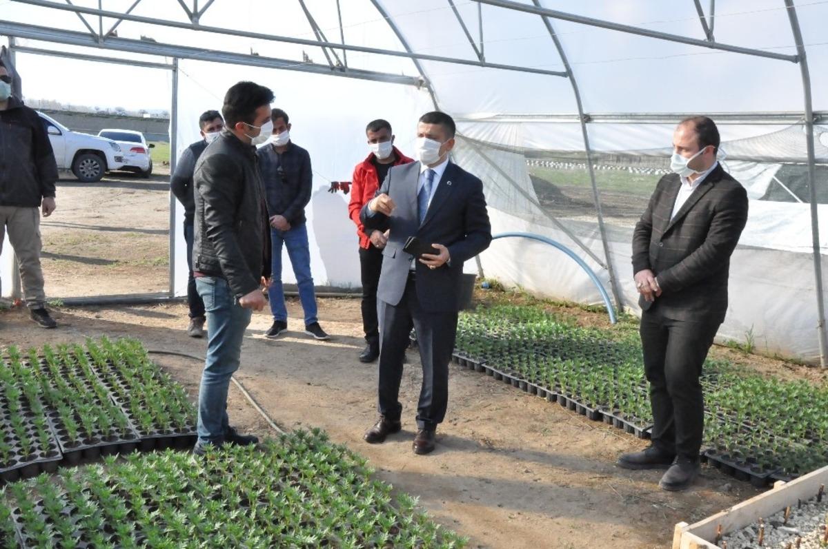 Erciş Belediyesinden &ccedil;i&ccedil;ek &uuml;retimi