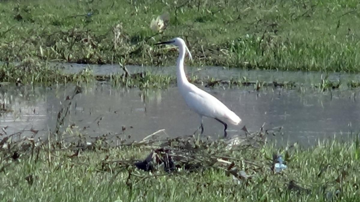 Nehil Sazlığı&rsquo;nda g&ouml;&ccedil;men kuş yoğunlu