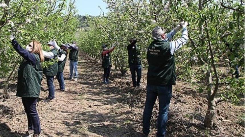 &Ccedil;anakkale&rsquo;de elma kurduna karşı m&uuml;cadele