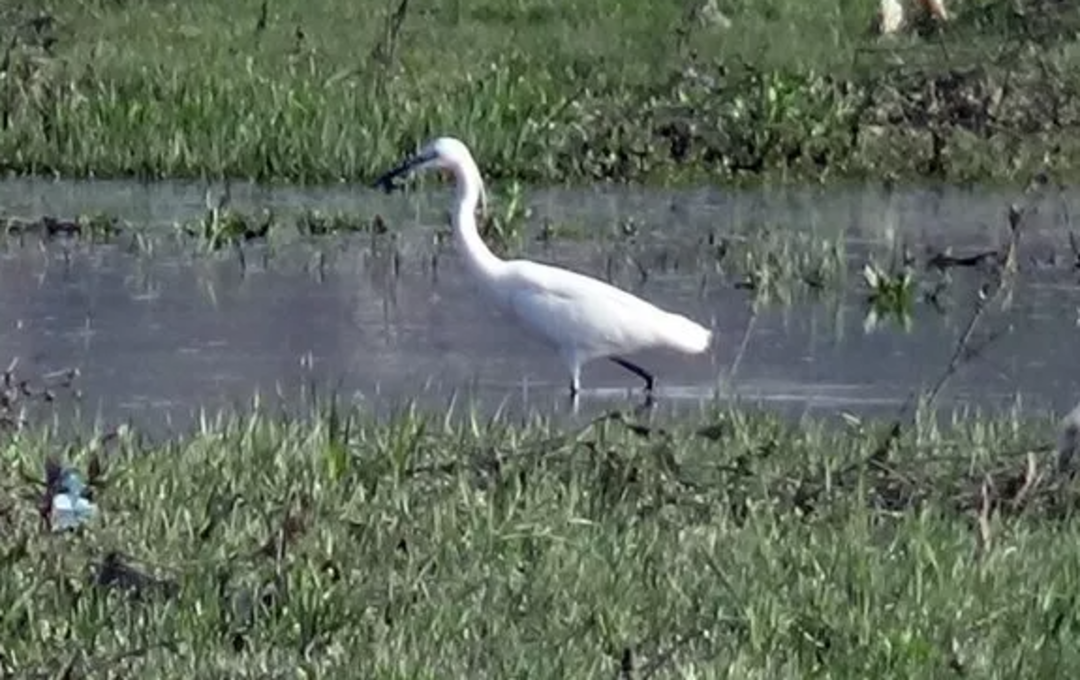 Y&uuml;ksekova'nın 'kuş cenneti': Nehil Sazlığı