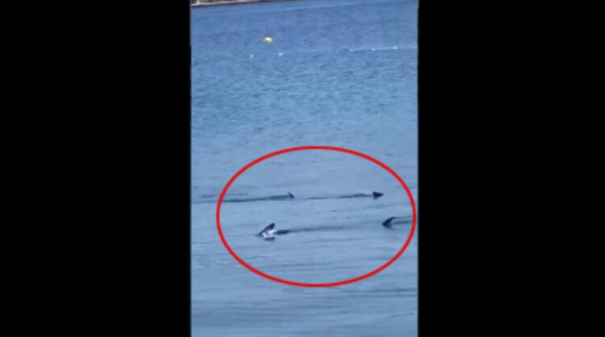 Bodrum'da heyecanlandıran g&ouml;r&uuml;nt&uuml;! Herkes k&ouml;pek balığı sandı ama... 