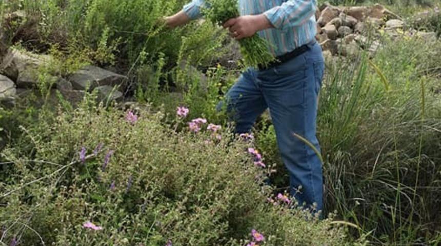 Burhaniye’de kekik hasadına başlandı