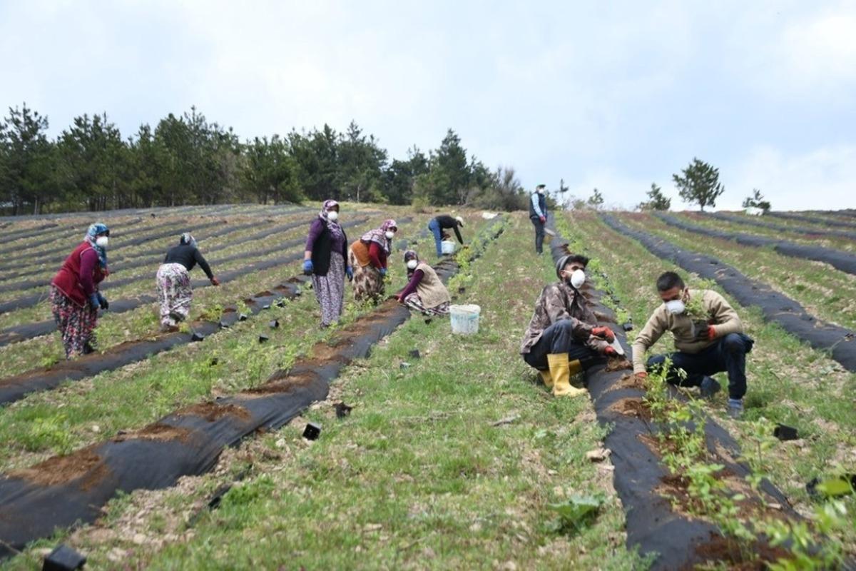İneg&ouml;l yaban mersininin merkezi olacak
