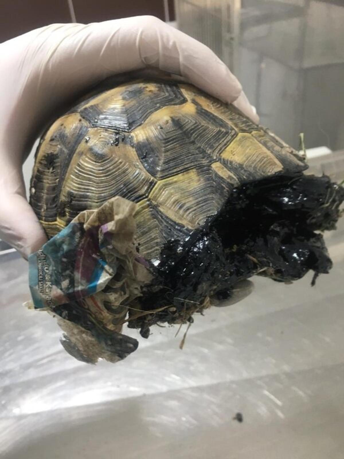 Zifte bulaşmış halde bulundu! Son anda hayata d&ouml;nd&uuml;r&uuml;ld&uuml;