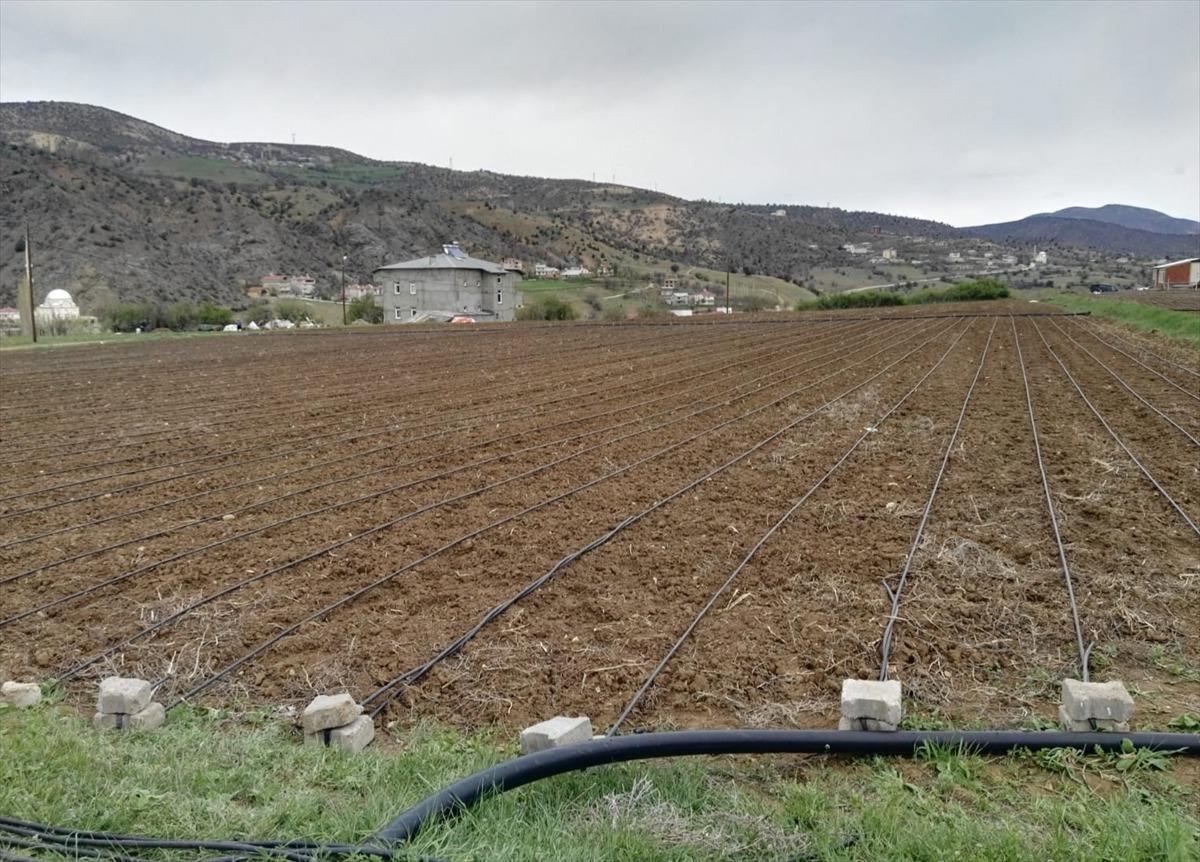 Coğrafi işaret tescilli &Ccedil;amoluk kuru fasulyesinde kalite damla sulama ile artacak