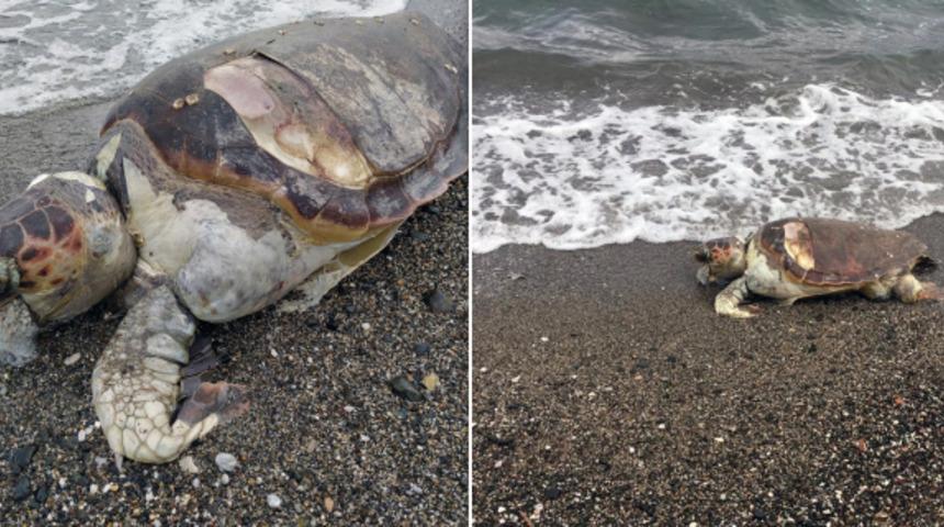 Nesli t&uuml;kenme tehlikesi altında! Marmaris'te &ouml;l&uuml; bulundu