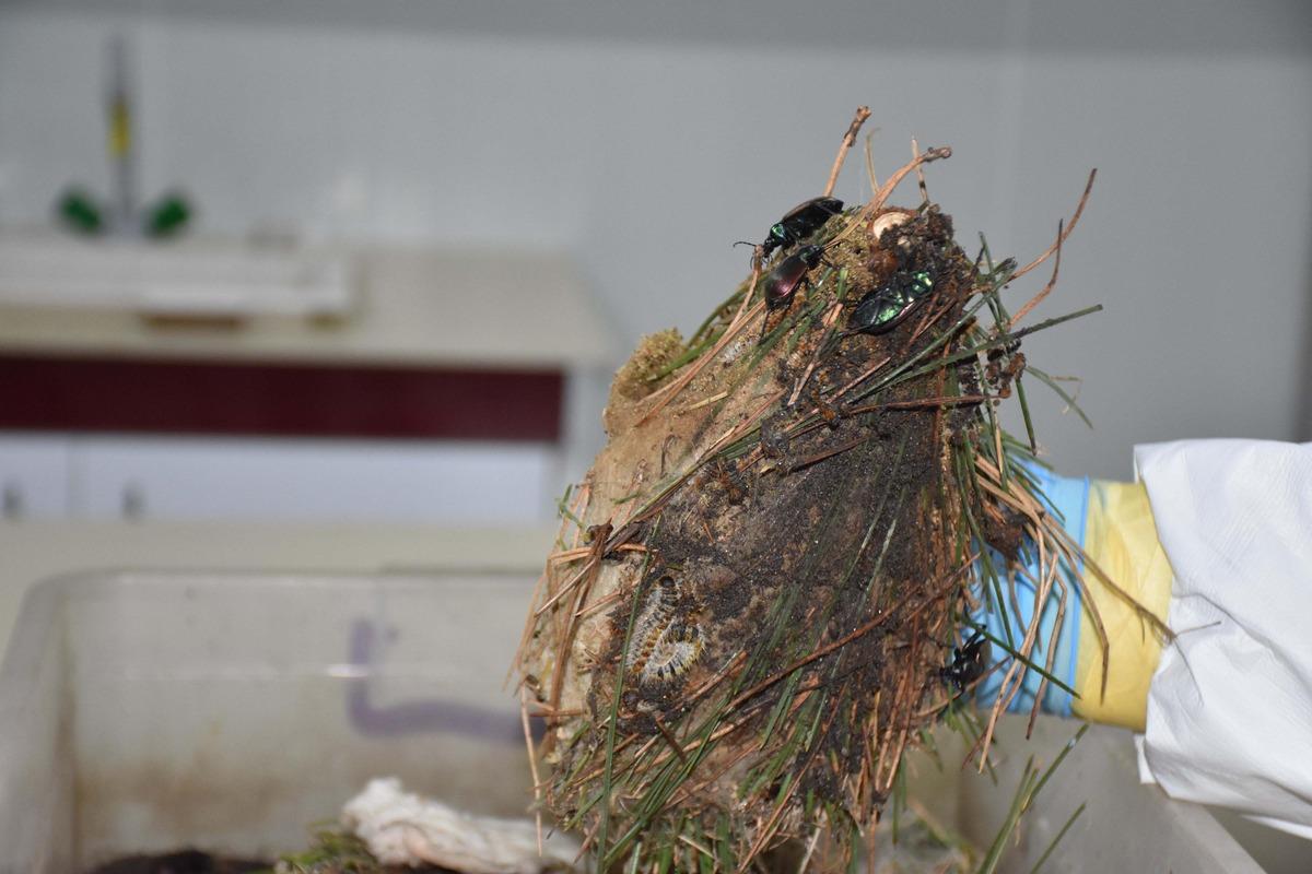 Kızıl&ccedil;am ormanlarını terminat&ouml;r b&ouml;cekler koruyor