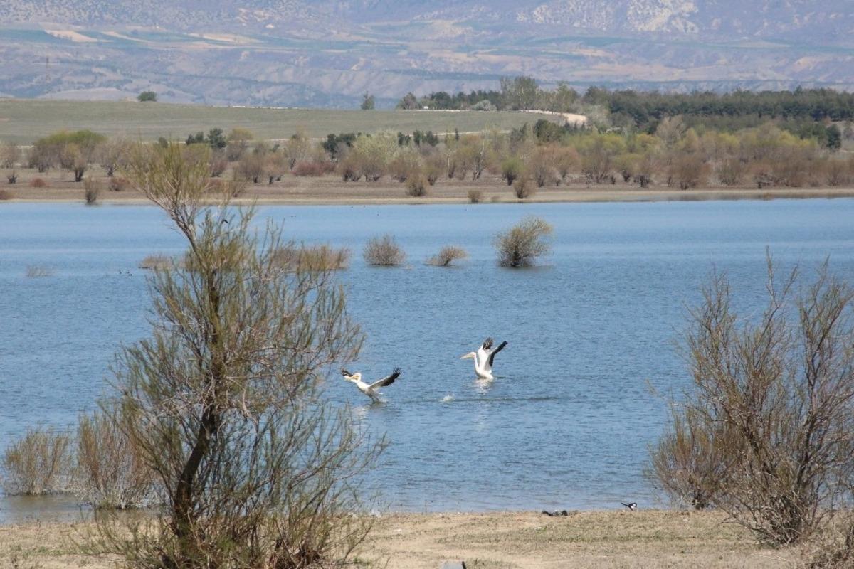 Suluova Yedikır, 100&rsquo;den fazla kuş t&uuml;r&uuml;ne ev sahipliği yapıyor