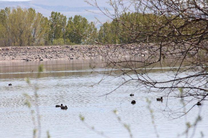 Suluova Yedikır, 100’den fazla kuş türüne ev sahipliği yapıyor G3