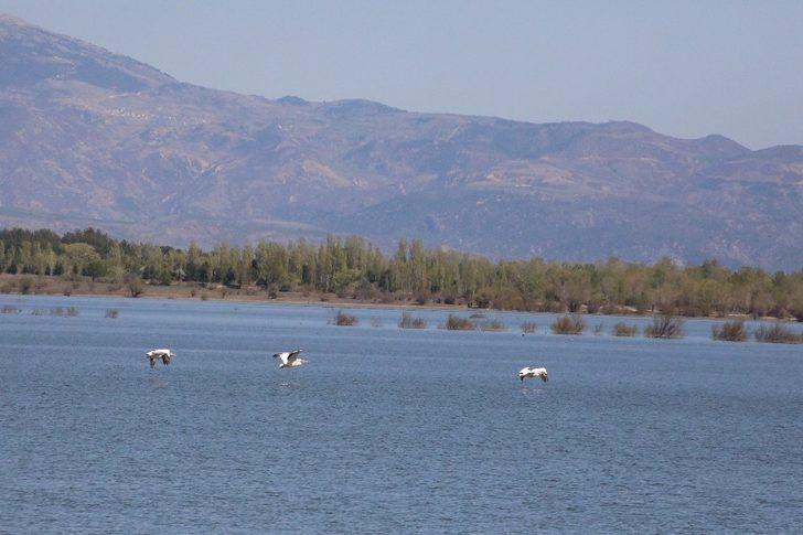 Suluova Yedikır, 100’den fazla kuş türüne ev sahipliği yapıyor G4