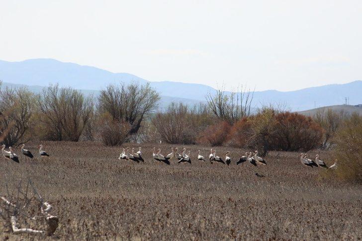 Suluova Yedikır, 100’den fazla kuş türüne ev sahipliği yapıyor G5