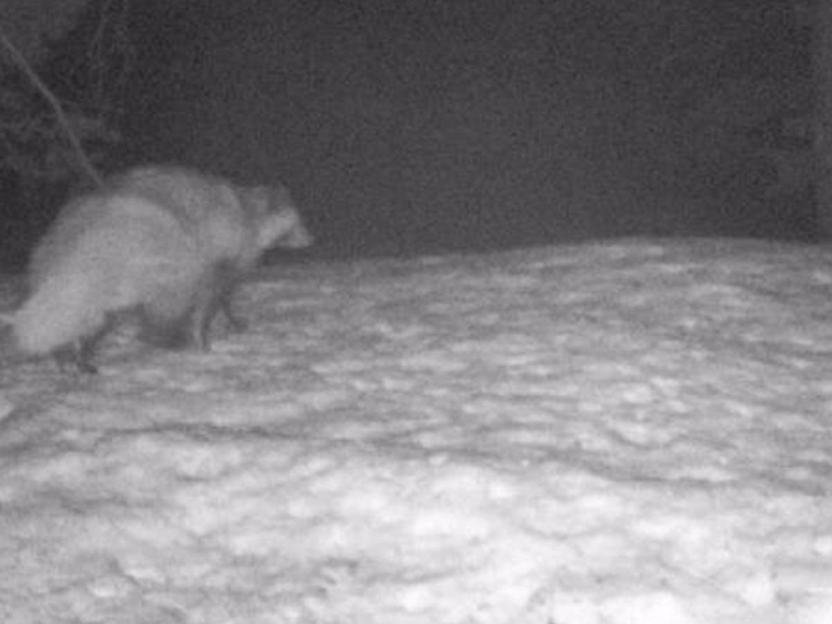 T&uuml;rkiye'de ilk kez g&ouml;r&uuml;ld&uuml;: Koronavir&uuml;s&uuml;n insana ge&ccedil;işindeki ara t&uuml;r olabilir