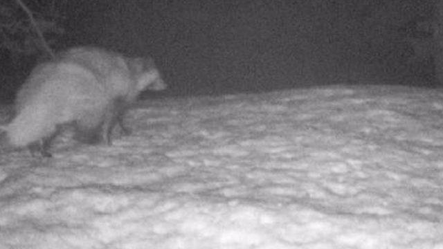 Türkiye'de ilk kez görüldü: Koronavirüsün insana geçişindeki ara tür olabilir