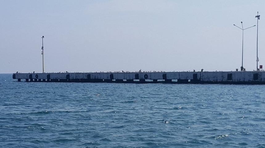 Olta balıkçılarının yerini martılar aldı