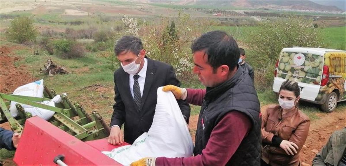 Hekimhan&rsquo;a yerli kırmızı mercimek ekimi yapıldı