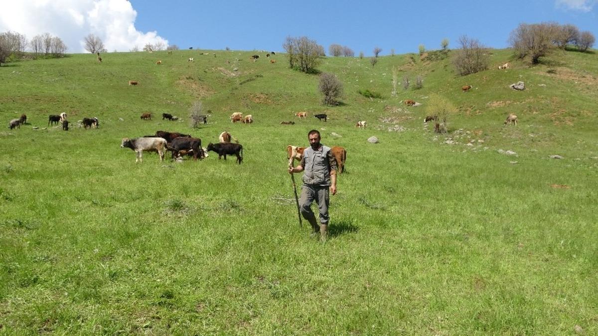 Ayılar bir hafta arayla 2 b&uuml;y&uuml;kbaş hayvanı telef etti