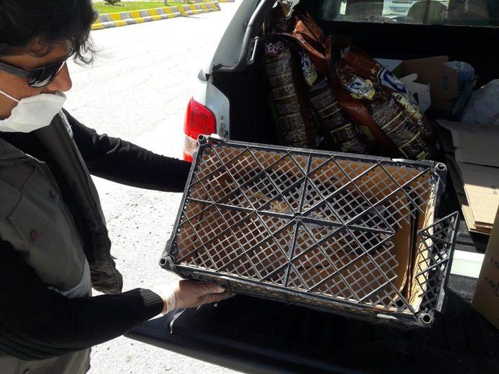 Küçük Balaban kuşu ve Kızıl Şahin tedavi altına alındı G2