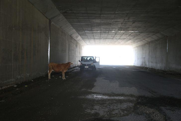 Şehrin ortasında şaşırtan manzara! İnekler tur attı G2