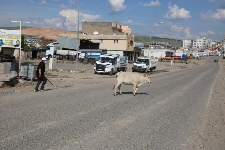 Şehrin ortasında şaşırtan manzara! İnekler tur attı G3