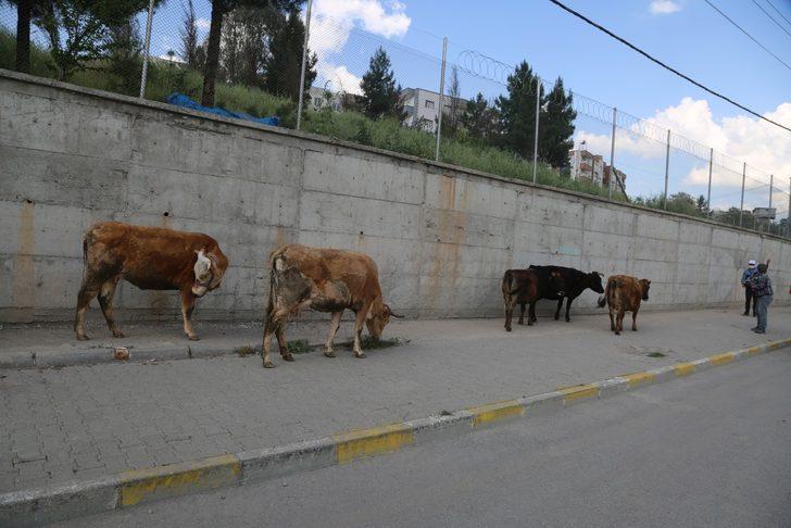 Şehrin ortasında şaşırtan manzara! İnekler tur attı G4