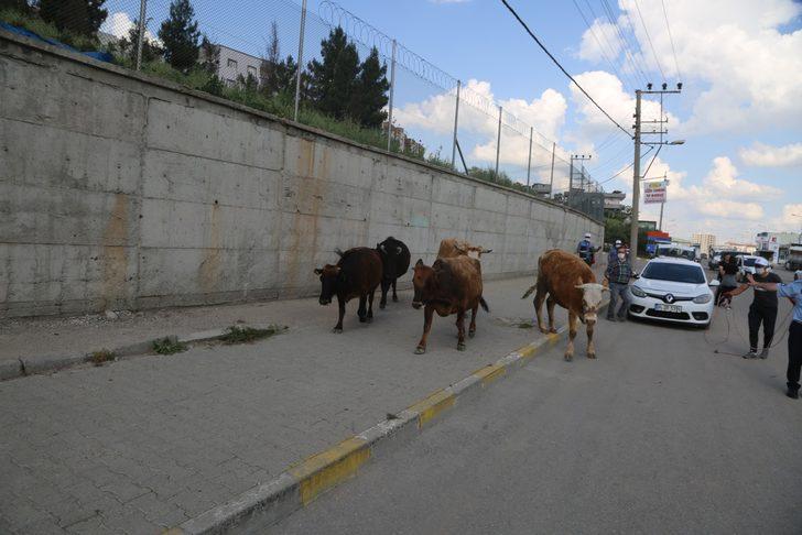 Şehrin ortasında şaşırtan manzara! İnekler tur attı G5