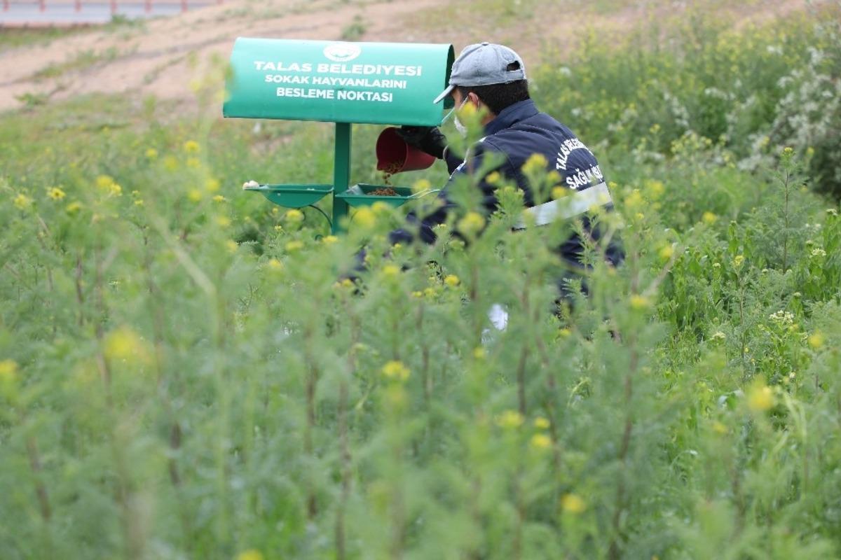 Sokak hayvanlarını &ouml;zel ekip besliyor