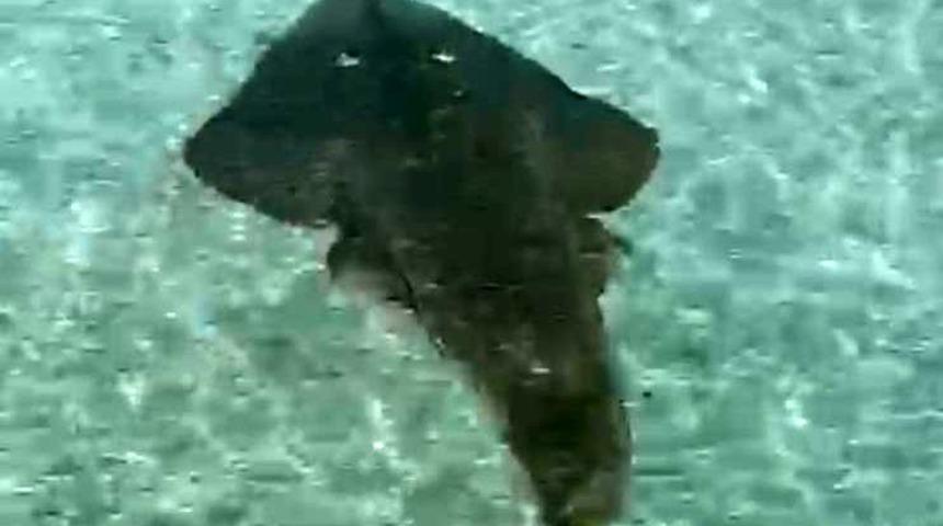 Çeşme’de görüntülendi! 2 metrelik kemane balığı 