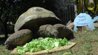 Türkiye'nin en yaşlı kaplumbağası! 100 yaşına girdi