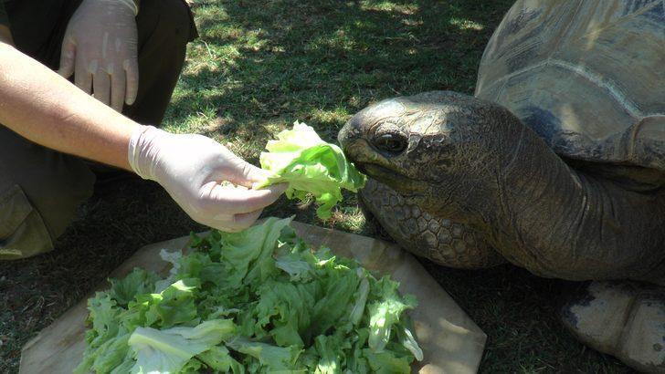 Türkiye'nin en yaşlı kaplumbağası! 100 yaşına girdi G1