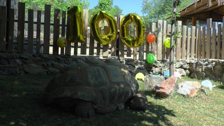Türkiye'nin en yaşlı kaplumbağası! 100 yaşına girdi G2