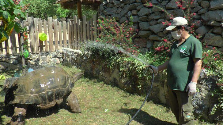 Türkiye'nin en yaşlı kaplumbağası! 100 yaşına girdi G4