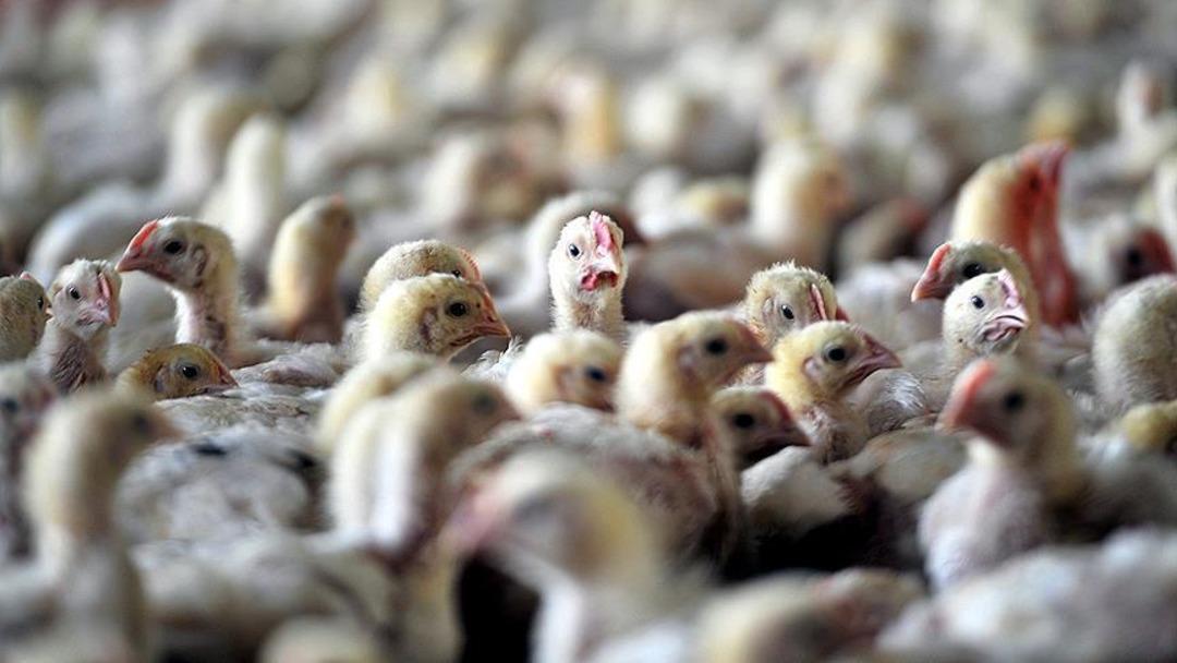 Ekonomiyi kötü etkilemesinden korkuluyor! Avrupa da yeni salgın alarmı: Vakaların patladığı iki ülke harekete geçti 4