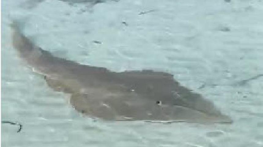 İzmir'in &Ccedil;eşme sahilinde kemane balığı g&ouml;r&uuml;ld&uuml;