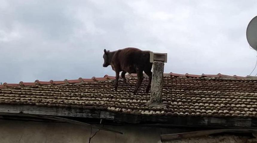 Ahırdan ka&ccedil;an dana &ccedil;atıya &ccedil;ıktı