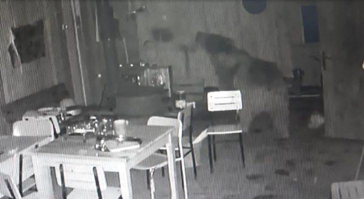 Ayı karnını doyurmak için alabalık tesisine girdi G1