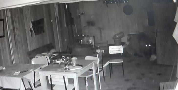 Ayı karnını doyurmak için alabalık tesisine girdi G2