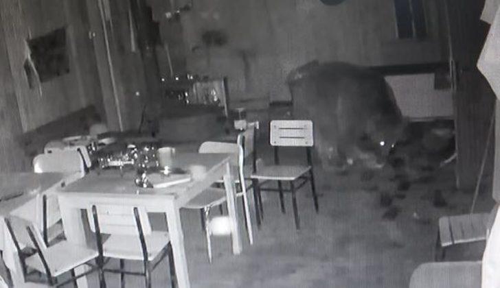 Ayı karnını doyurmak için alabalık tesisine girdi G4