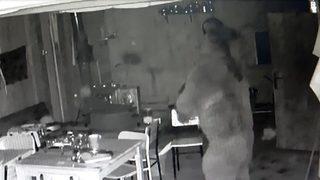 Ayı karnını doyurmak için alabalık tesisine girdi