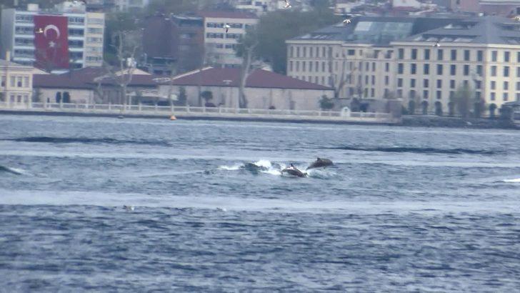 Yunusların dalgalarla dansı Üsküdar'dan görüntülendi G1