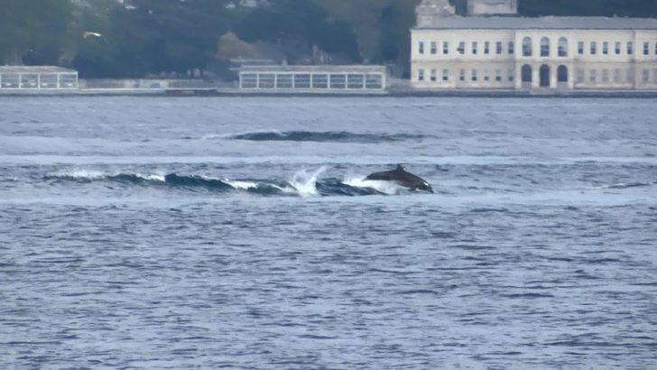 Yunusların dalgalarla dansı Üsküdar'dan görüntülendi G2