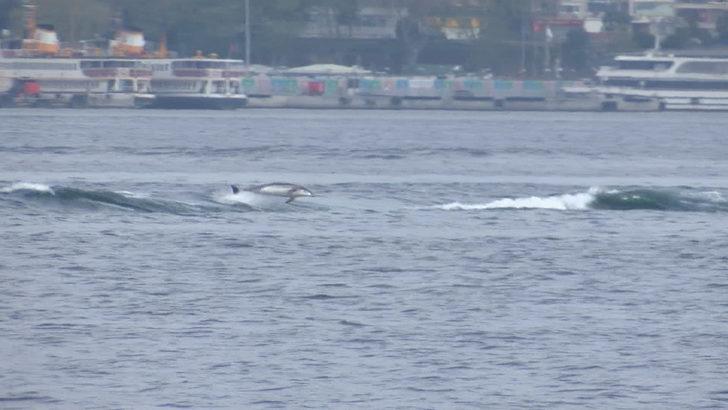 Yunusların dalgalarla dansı Üsküdar'dan görüntülendi G3
