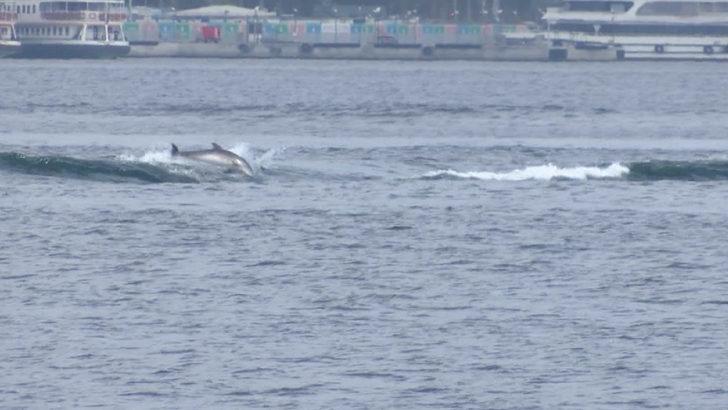 Yunusların dalgalarla dansı Üsküdar'dan görüntülendi G4