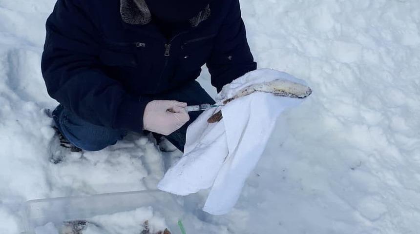 Faydaları saymakla bitmeyen balık yemlerinde kullanılacak