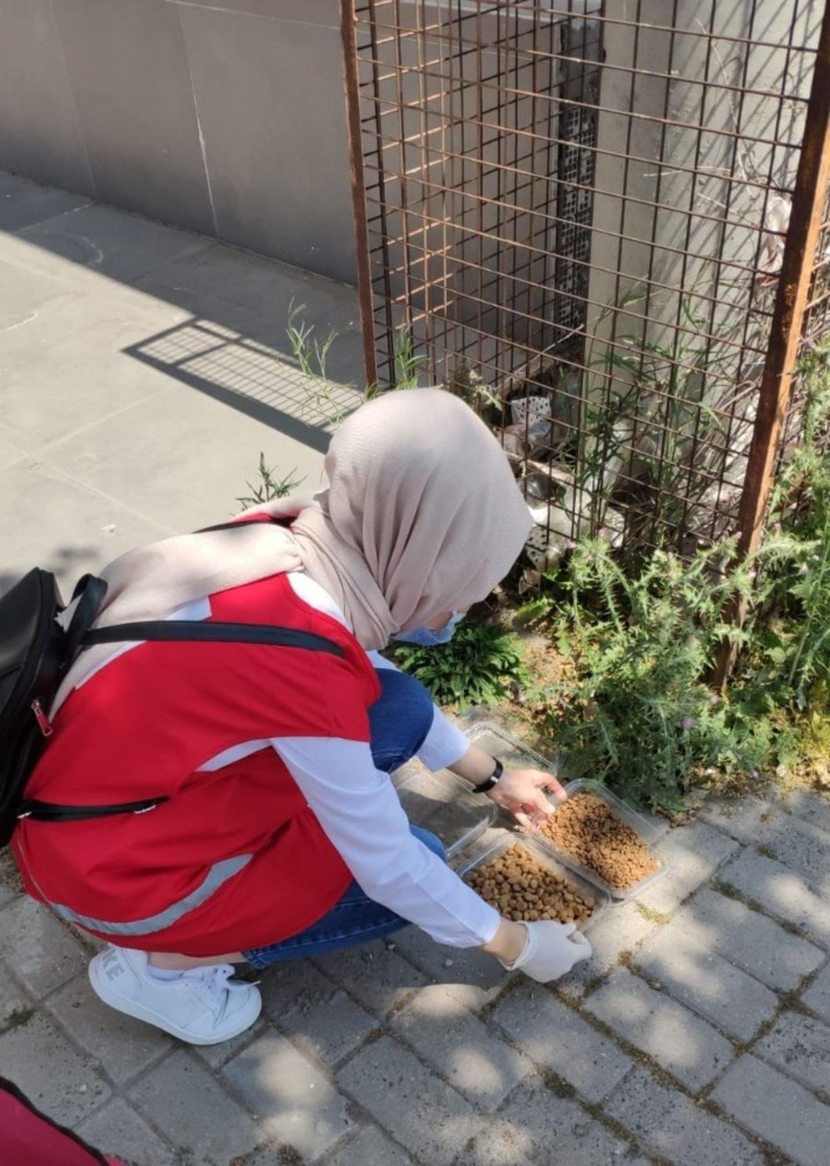 Kızılay sokak hayvanlarını da unutmadı