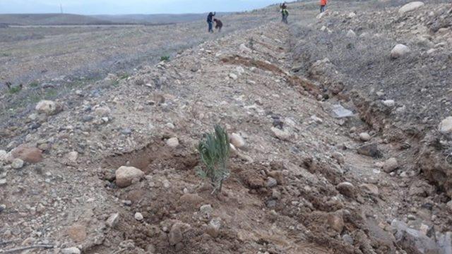 Iğdır’da ilk kez Lavanta bitkisi dikildi