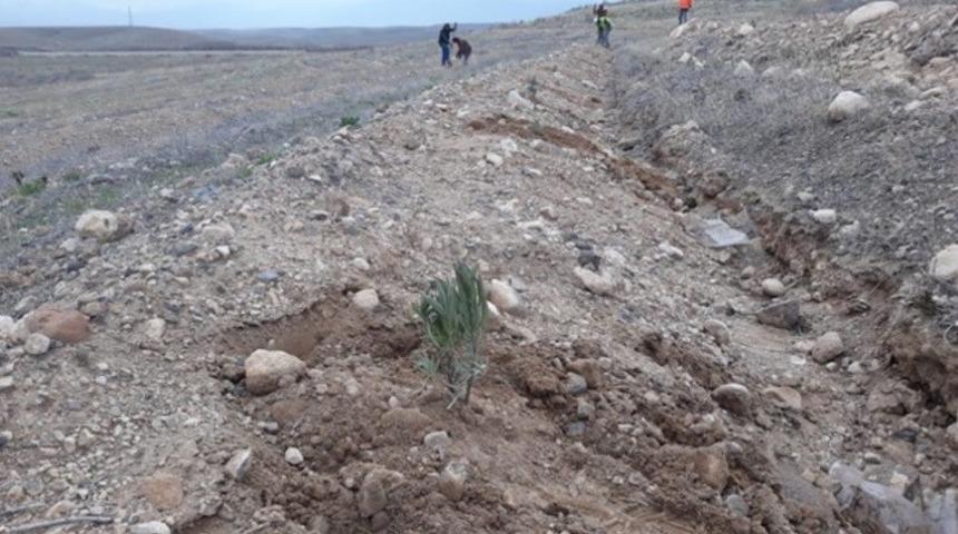Iğdır&rsquo;da ilk kez Lavanta bitkisi dikildi