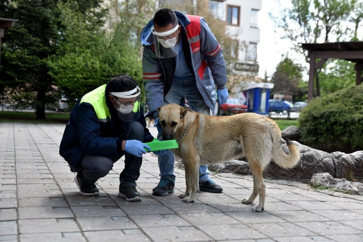 Tepebaşı&rsquo;nda sokak hayvanları i&ccedil;in mama bırakıldı