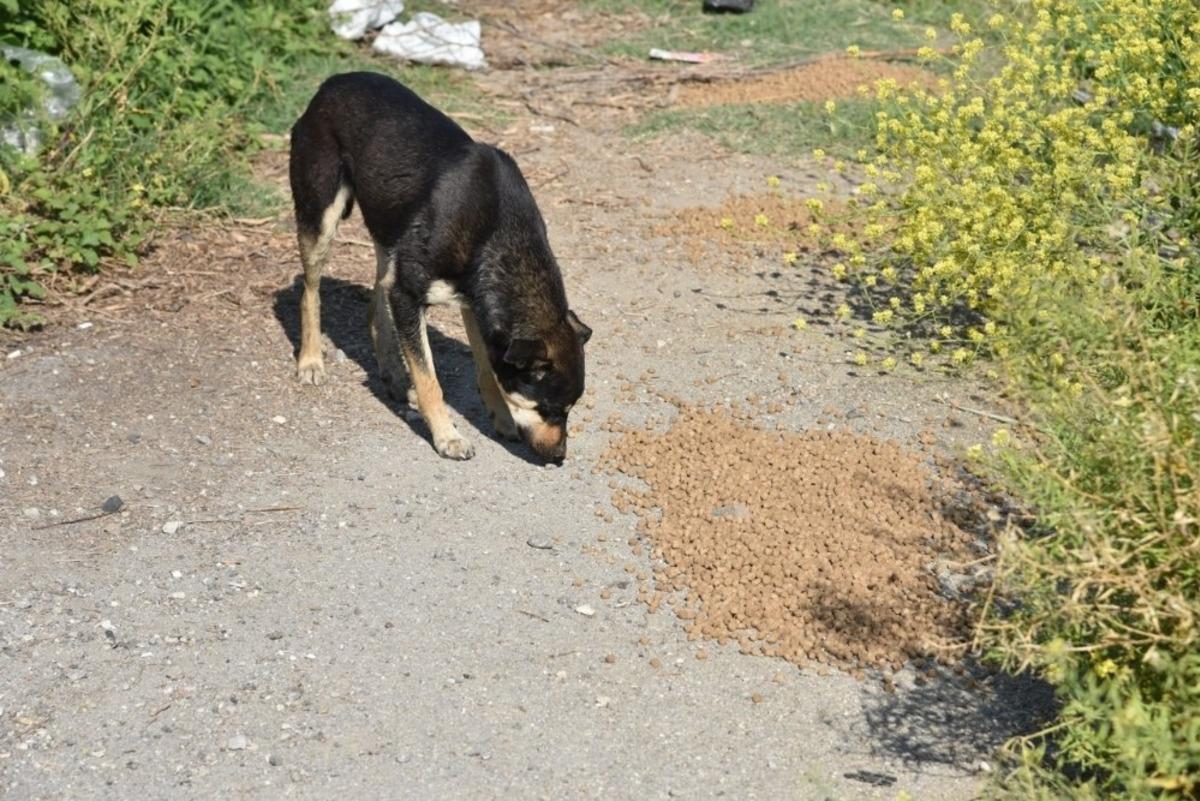 Manisa&rsquo;da sokak hayvanları unutulmadı